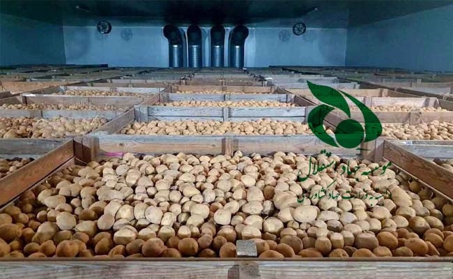 فساد-در-واردات-سیب‌زمینی-با-ارز-دولتی2