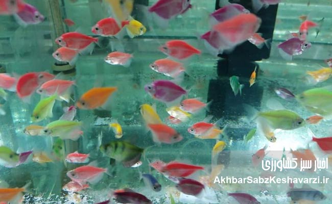 اهمیت-پرورش-ماهیان-زینتی-در-ایران-2