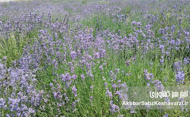 اسطوخودوس-دیم-2