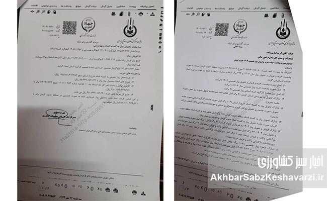 مراسم-دفن-پیاز-در-جیرفت.jpg-2