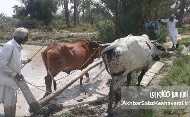 Rice-Cultivation-Expands-in-Balochistan1