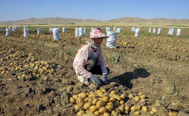 پس-از-ماه‌ها-گرانی-سیب‌زمینی-قیمت‌ها-پایین-آمد.jpg1