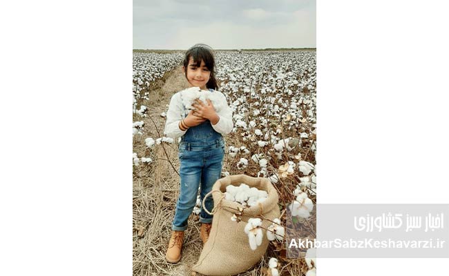بانوان-شالیزار-و-باغ‌های-چای1