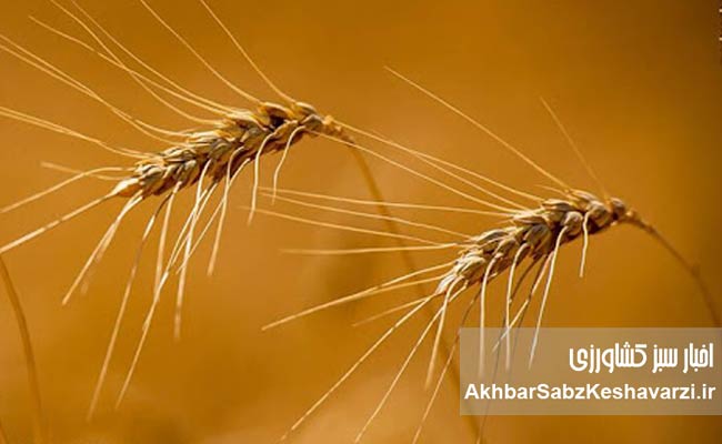 آمار-تولید-گندم-و-جو-بین-ایران-و-آمریکا.jpg-2.jpg-3