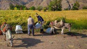 الگوی کشت با دستور اجرا نمی‌شود