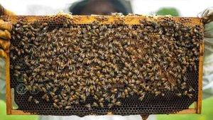 فرهنگ‌سازی استفاده از عسل طبیعی