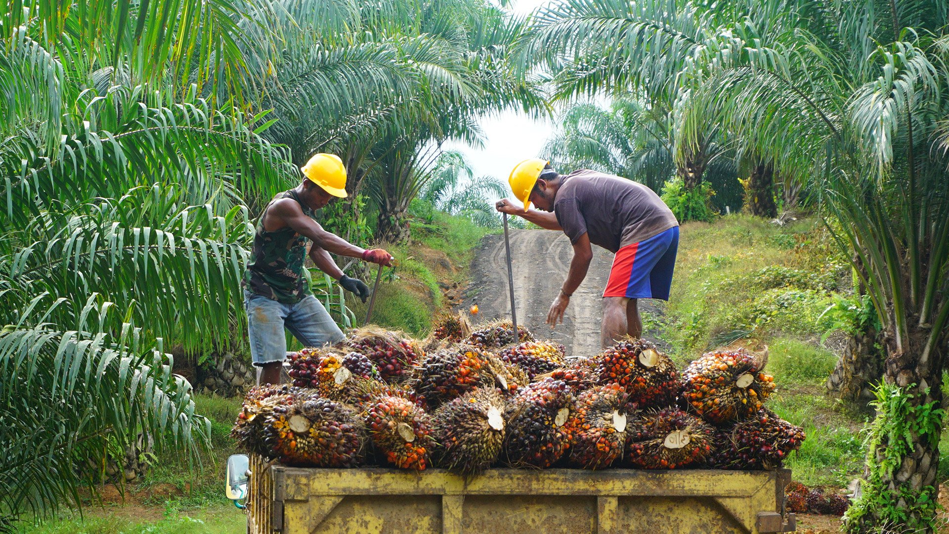 SC-appointed panel warns against Andaman's proposal to 'revive' palm oil plantations