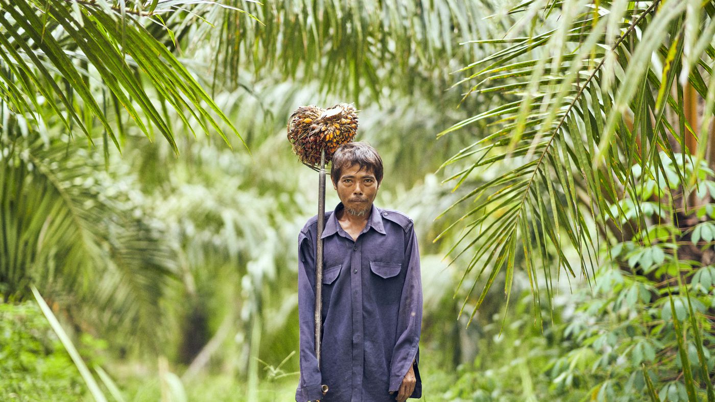 Can Thailand's Peasant Farmers Survive the Thirst for Palm Oil? - Eater