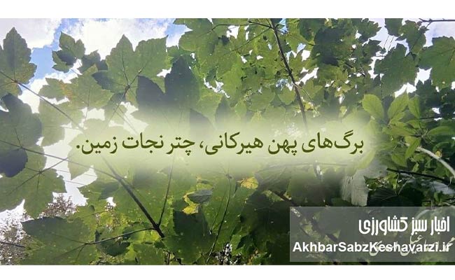 وقتی-جنگل-سیلاب-نمیسازد،-اما-رودخانه-زنده-است!+ویدئو1