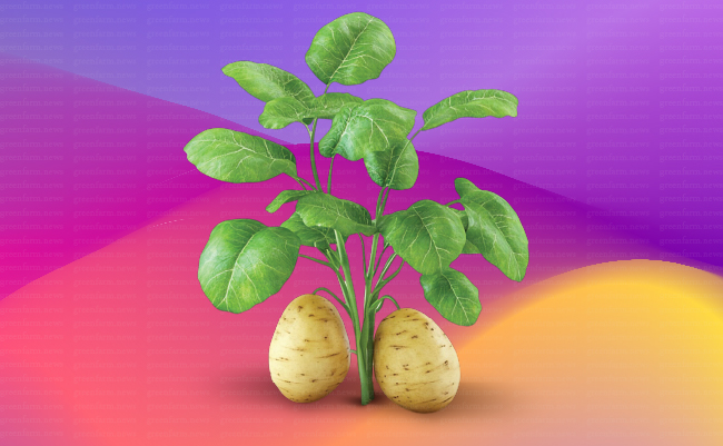 نقش سیب زمینی  (4)