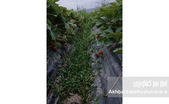 معجزه-توت‌فرنگی-در-دلند؛-وقتی-دانش-جای-سموم-را-می‌گیرد3