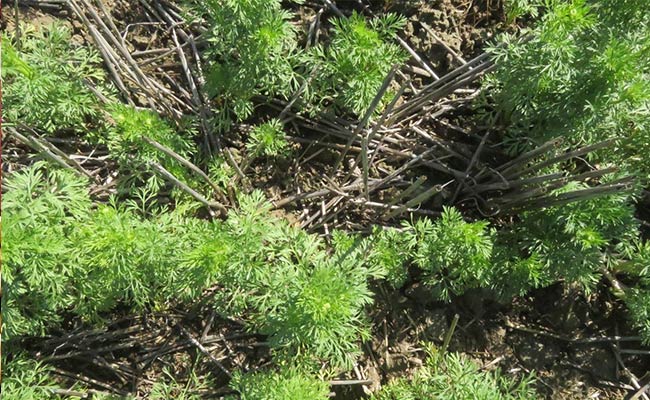 سیاه‌دانه؛-طلای-سیاه-کشاورزی-پایدار-با-روش‌های-بی‌خاک‌ورزی+-ویدئو1