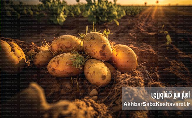 انواع-سیب-زمینی4