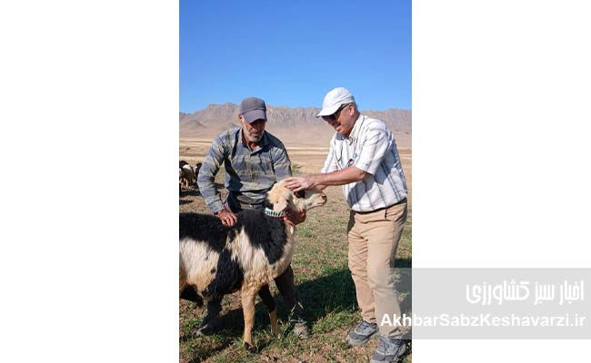 چهارچشمه-خمین؛-روستایی-با-ظرفیت‌های-کشاورزی،-دامداری-3