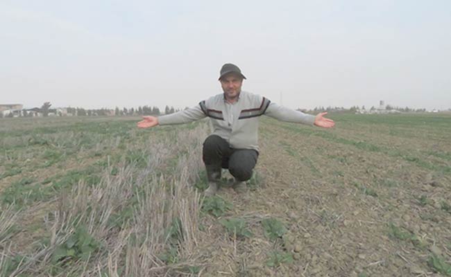 کشاورزی-بدون-خاک‌ورزی-در-دل-گلستان6