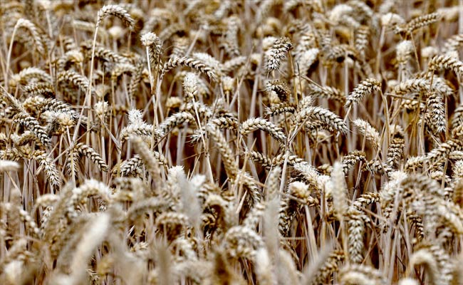 ثبات-نرخ-خرید-تضمینی-گندم1