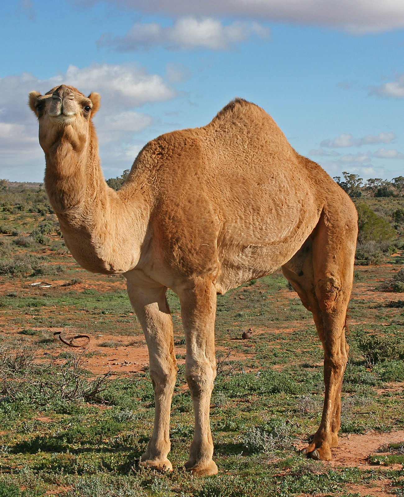شتر 