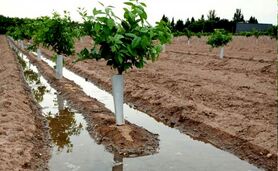 زمان طلایی آبیاری درختان در بهار؛ کلید شکوفایی و باردهی