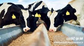 پیشنهاد افزایش ۶۰ درصدی تعرفه‌های خدمات دامپزشکی در سال ۱۴۰۵