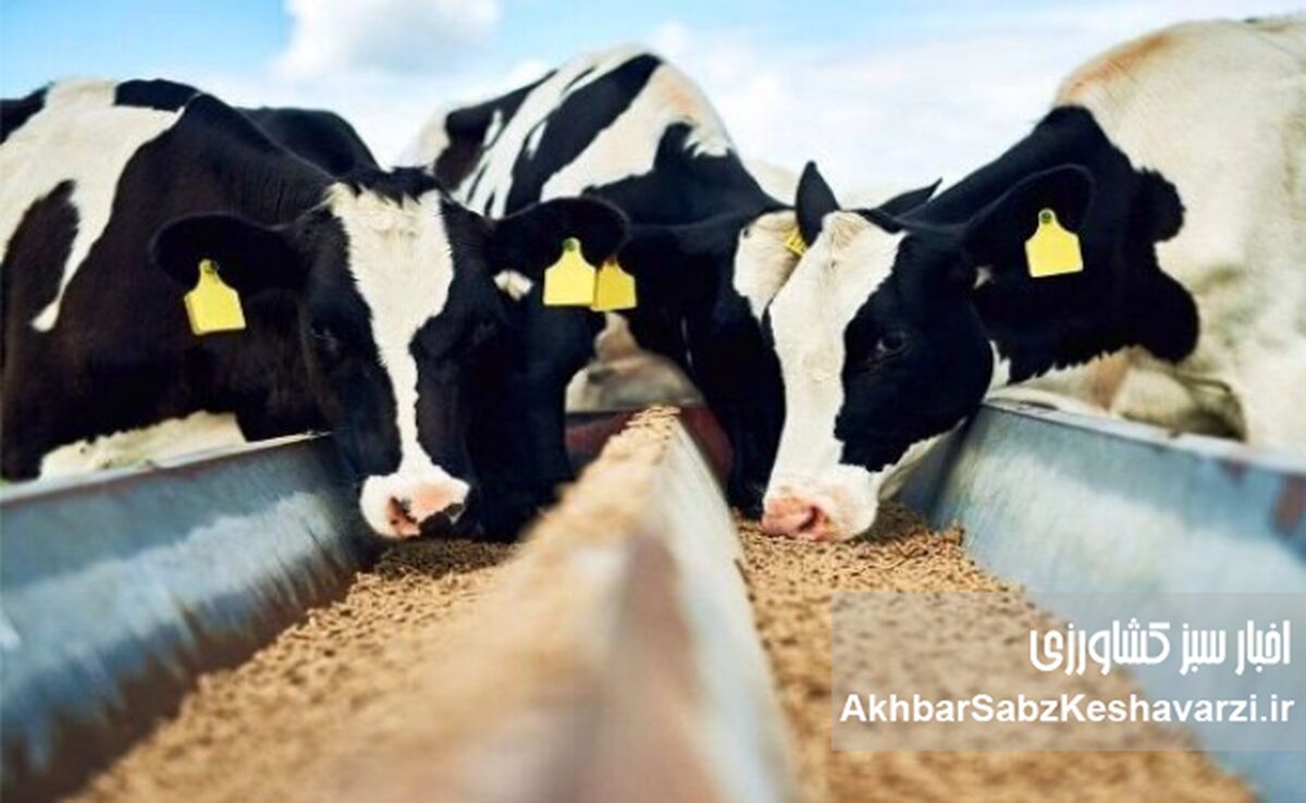 افزایش کشتار دام‌های مولد با جهش قیمت سویا؛ خطر کمبود شیر و گوشت جدی شد