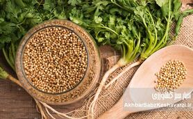 گشنیز؛ سبزی ساده با آینده‌ای جهانی در کشاورزی سبز
