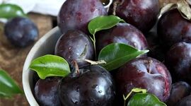 همه چیز درباره آلو سیاهرنگ

