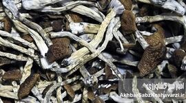 چگونه قارچ‌ها می‌توانند زمین را دوباره زنده کنند؟