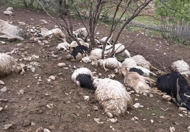برخورد صاعقه با گله گوسفندان در قزوین ۱۸ رأس دام را تلف کرد