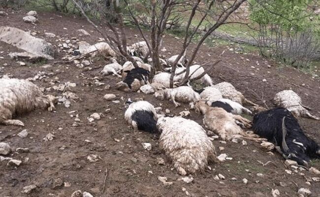 برخورد صاعقه با گله گوسفندان در قزوین ۱۸ رأس دام را تلف کرد