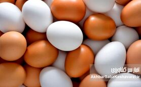 از کمبود نهاده تا کشتار مرغ تخم‌گذار؛ زنجیره‌ای از تصمیم‌های غلط