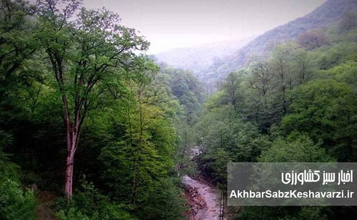  درختان پهن‌برگ؛ سپر سبز طبیعت در برابر سیلاب‌های ویرانگر+ویدئو