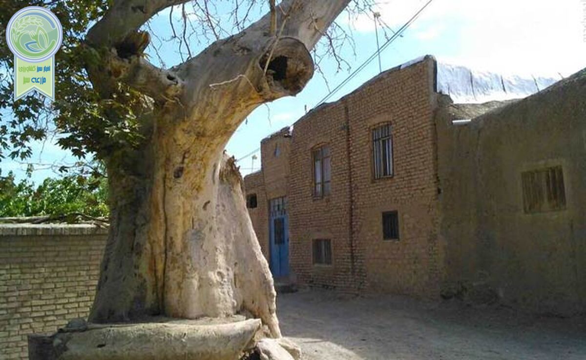 صلاحیت اجتماعی هر کاندیدا، کاشت 100 اصله نهال

