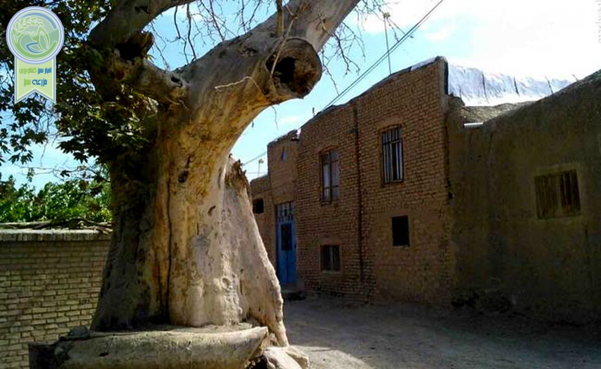 صلاحیت اجتماعی هر کاندیدا، کاشت 100 اصله نهال

