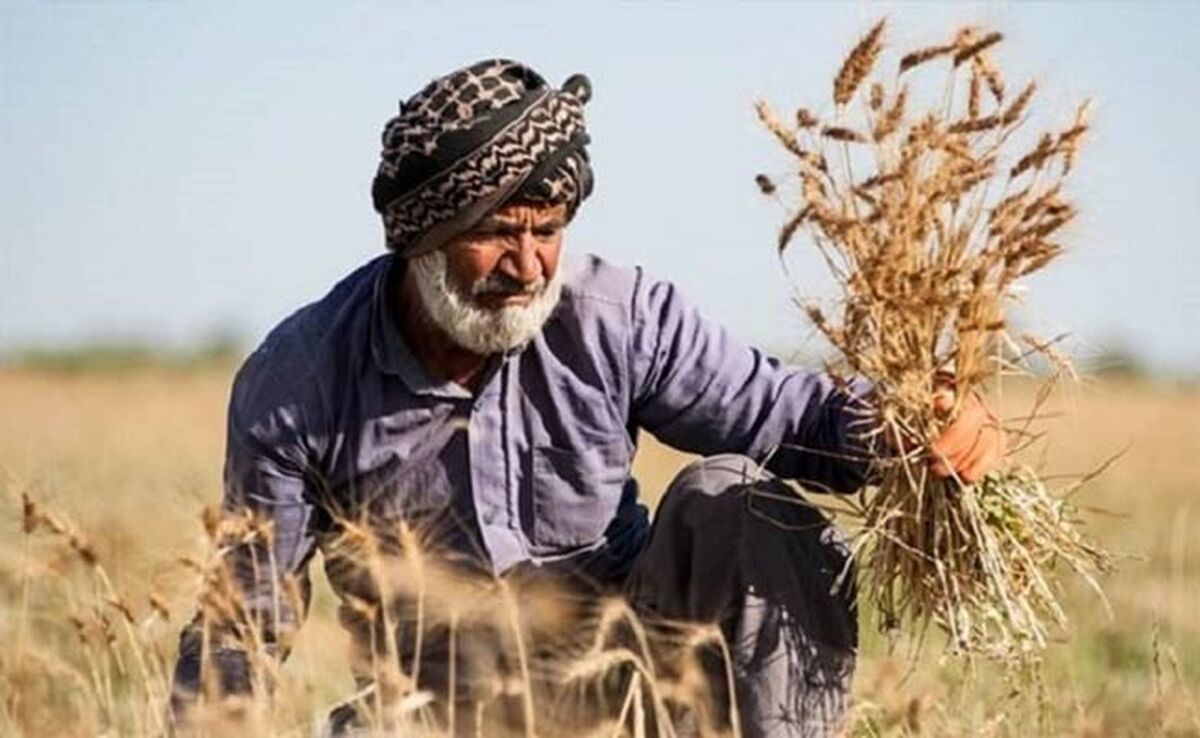 تاخیر غیر قابل توجیه؛ کشاورزان نگران تعیین قیمت تضمینی

