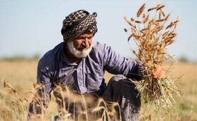 تاخیر غیر قابل توجیه؛ کشاورزان نگران تعیین قیمت تضمینی

