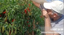 ایلماز؛ کشاورز آلانیا و روایت یک مزرعه از آب، پوشش و تولید پایدار+ ویدئو