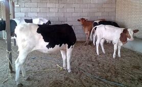 تخصیص سهمیه سوخت به دامداری‌ها با شناسه یکتا و پروانه بهره‌برداری

