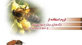 لزوم استفاده از نژادهای برتر زنبورعسل و تنوع تولیدات

