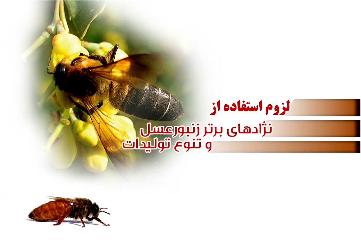 لزوم استفاده از نژادهای برتر زنبورعسل و تنوع تولیدات

