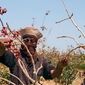 پسته، میراثی که در مسیر تحول جهانی نیازمند بازخوانی است