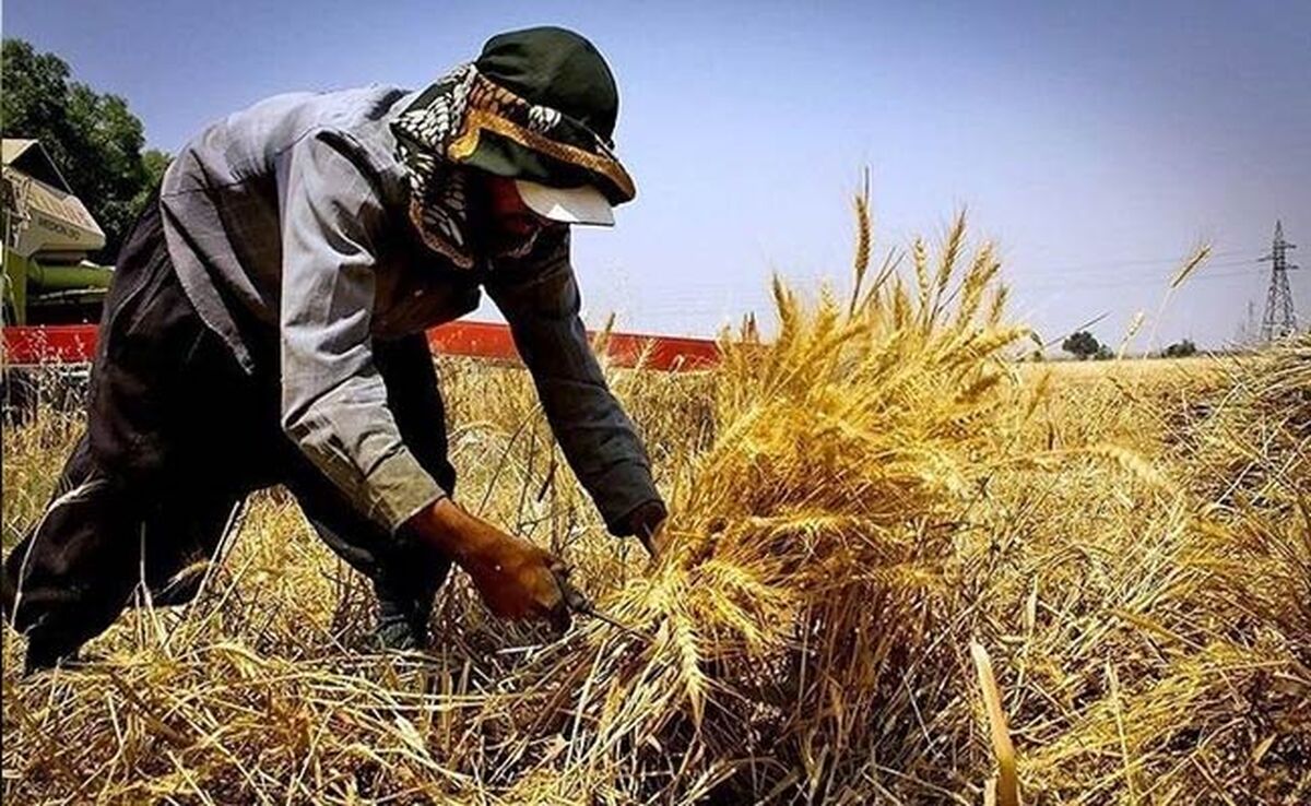وزارت جهاد کشاورزی خرید تضمینی دارد، اما پرداخت تضمینی خیر!

