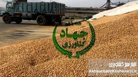زنگ خطر برای امنیت غذایی: کاهش شدید واردات نهاده‌های دامی
