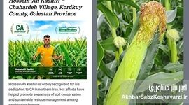 راز شگفت‌انگیز مزرعه ذرت؛ زنبورها در میان بقایای کلزا+ویدئو

