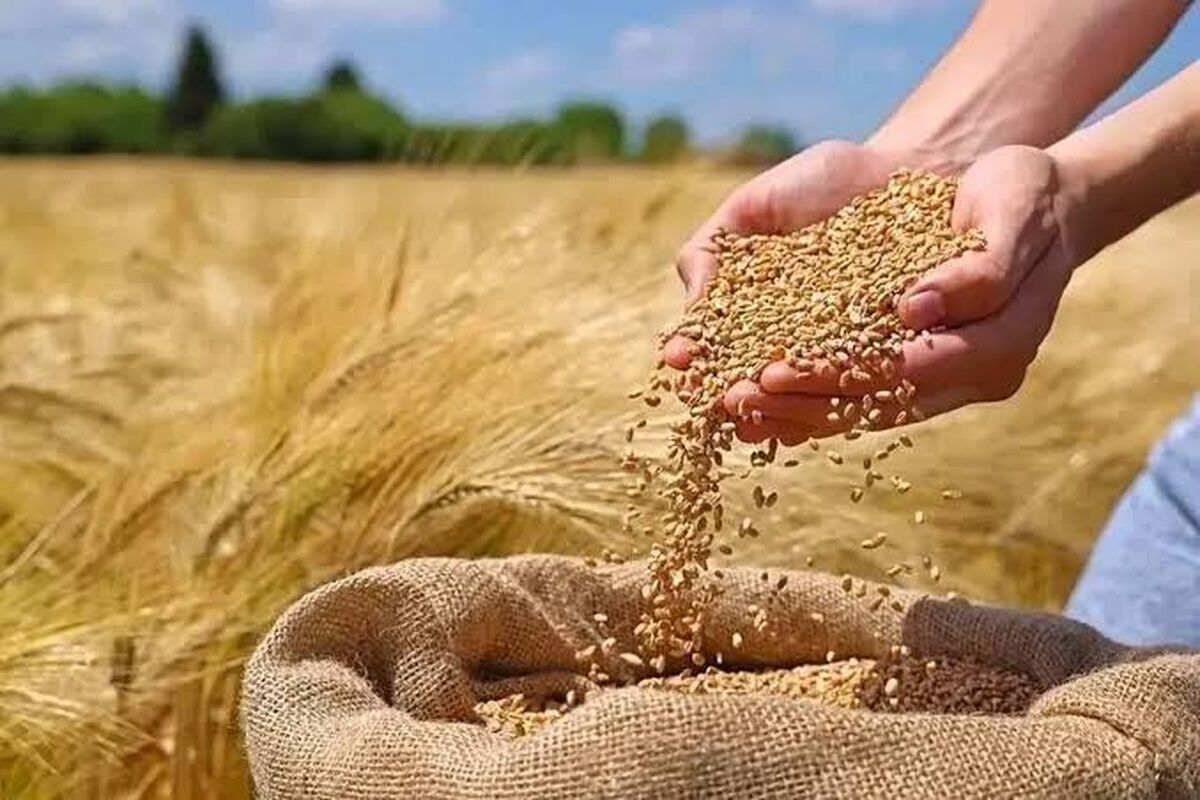 بحران در بازار گندم با تأخیر پرداخت مطالبات کشاورزان و روی آوردن به فروش آزاد 
