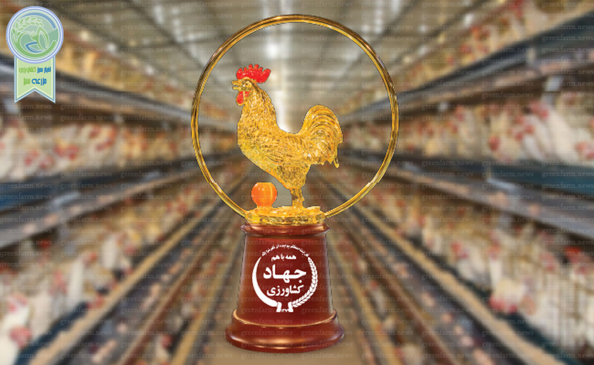 افزایش صفر درصدی قیمت مرغ پس از یک سال

