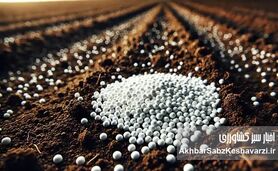 کشاورزی در بن‌بست گرانی: افزایش ناگهانی قیمت کود اوره و زنگ خطر برای امنیت غذایی
