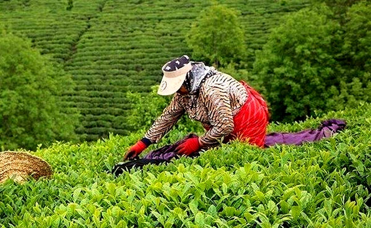 سرنوشت طلب چایکاران به کجا رسید؟

