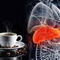 تاثیرات قهوه بر سلامت کبد و کلیه؛ نگاهی بر مطالعات بالینی