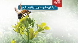 تأثیر بارش‌های بهاری بر زنبورداری