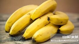خواص موز در مراحل مختلف رسیدن؛ ۷ رنگ، ۷ فایده پنهان! اشتباه همیشگی را کنار بگذارید.